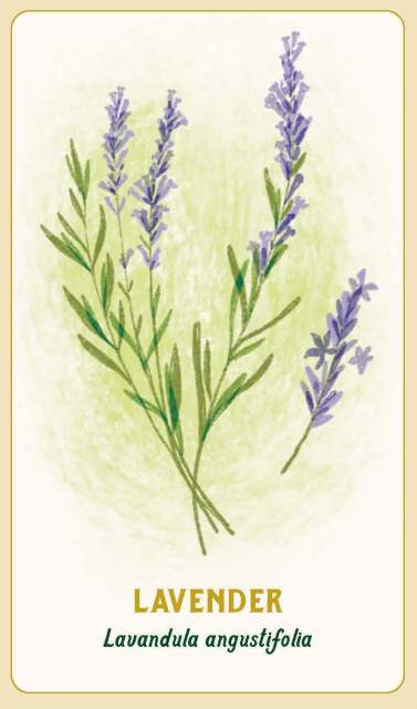 The Lavendar card from “Forest Magic Oracle”