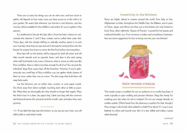 Interior spread from “The Young Green Witch’s Guide to Plant Magic” showing the start of the Creativity in the Kitchen section of the chapter Rose