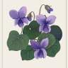 The Sweet Violet card from “Enchanted Foraging Deck: 50 Plant Identification Cards to Discover Nature's Magic”