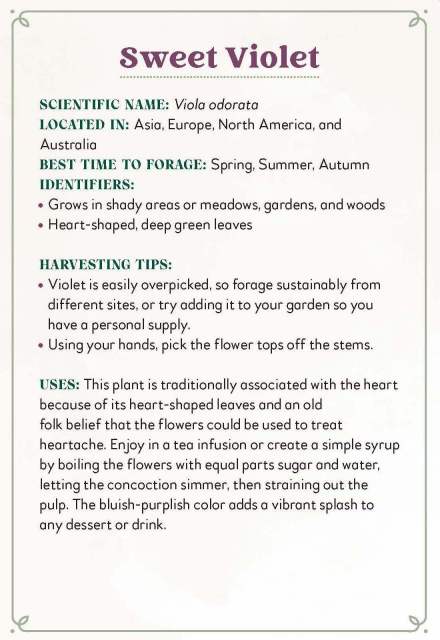 The profile information on the Sweet Violet card from “Enchanted Foraging Deck: 50 Plant Identification Cards to Discover Nature's Magic”