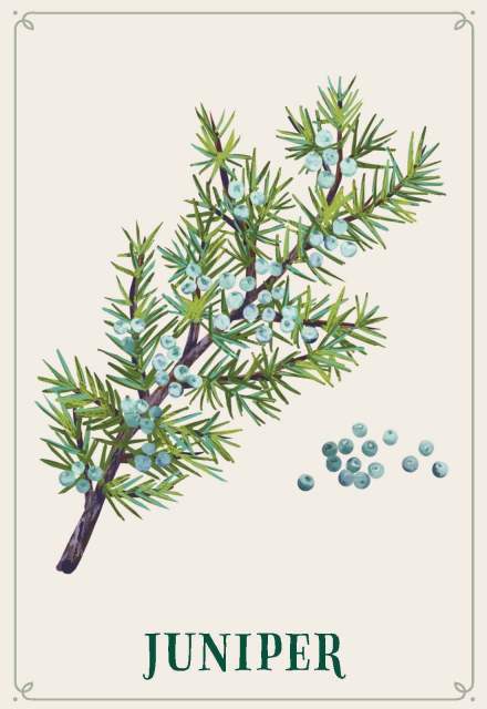 The Juniper card from “Enchanted Foraging Deck: 50 Plant Identification Cards to Discover Nature's Magic”
