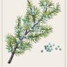 The Juniper card from “Enchanted Foraging Deck: 50 Plant Identification Cards to Discover Nature's Magic”
