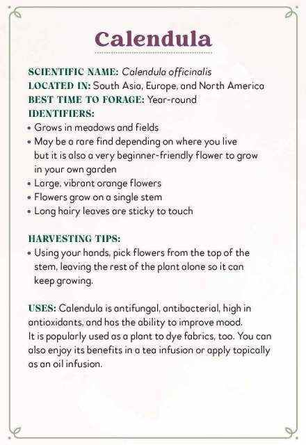 The profile information on the Calendula card from “Enchanted Foraging Deck: 50 Plant Identification Cards to Discover Nature's Magic”